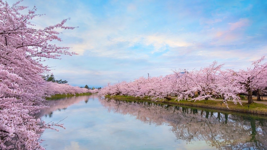 2023 Cherry Blossoms of Northern Japan 9 Day Small Group Tour