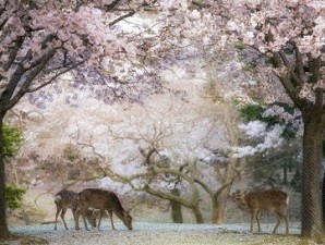 2022 Small Group 14 Day Japanese Culture & Cherry Blossom Delights