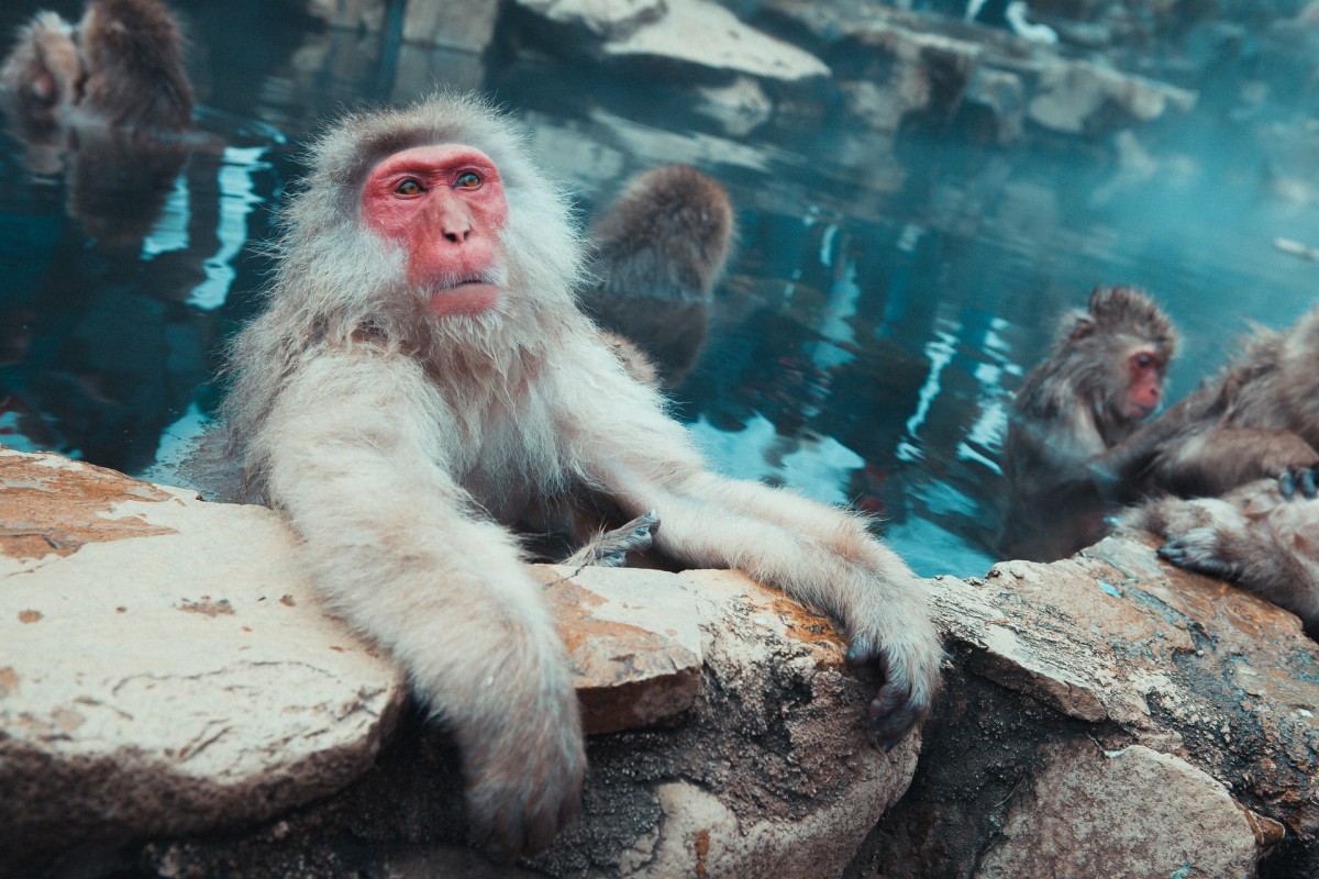 1-Day Snow Monkey Tour