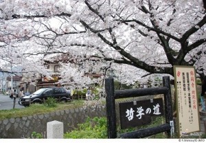 2022 Small Group 14 Day Japanese Culture & Cherry Blossom Delights