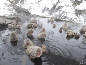 1-Day Snow Monkey Tour
