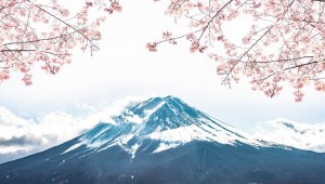14 Day Japanese Culture & Cherry Blossom Delights Small Group Tour