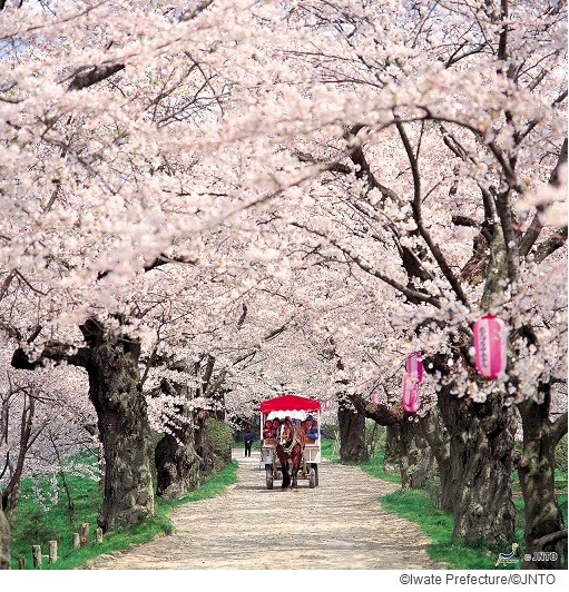 2022 Small Group 9 Day Cherry Blossom of Northern Japan