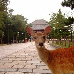 Kyoto - Nara - Kyoto (B,L)