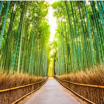 Kyoto (B, L)