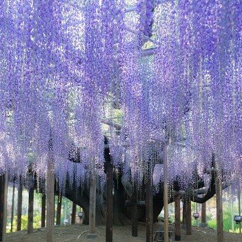 Tokyo - Ashikaga - Sendai