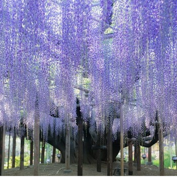Tokyo - Ashikaga - Sendai (B, L, D)