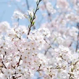 Day 11 (3 Apr / 14 Apr) : Kyoto - Kansai / Itami Airport